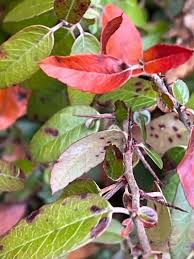 Attēlu rezultāti vaicājumam “Cotoneaster divaricatus fruit”