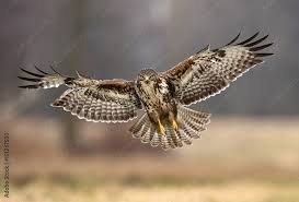 Attēlu rezultāti vaicājumam “Buteo buteo”