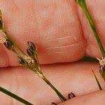 Attēlu rezultāti vaicājumam “Juncus compressus fruit”
