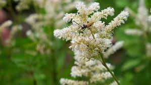 Attēlu rezultāti vaicājumam “Strangalia attenuata”