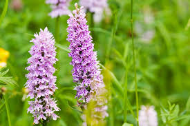 Attēlu rezultāti vaicājumam “Dactylorhiza”