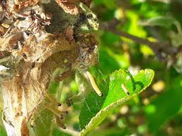 Attēlu rezultāti vaicājumam “Yponomeuta evonymella larva”