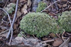 Attēlu rezultāti vaicājumam “Callicladium haldanianum sporophyte”