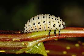 Attēlu rezultāti vaicājumam “Chrysomela populi”