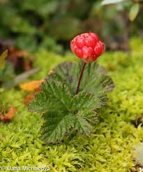 Attēlu rezultāti vaicājumam “Rubus chamaemorus”