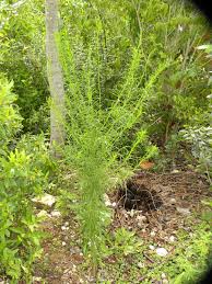 Attēlu rezultāti vaicājumam “Erigeron canadensis”