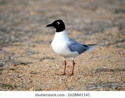 Image result for Chroicocephalus ridibundus