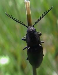 Attēlu rezultāti vaicājumam “Ctenicera pectinicornis male”