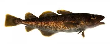 Image result for Gadus macrocephalus