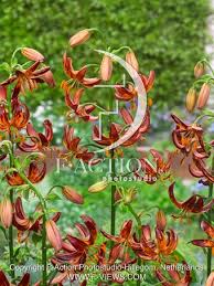 Image result for Lilium martagon `Arabian Night`