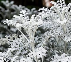 Image result for Cineraria maritima