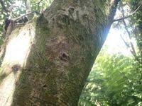 Attēlu rezultāti vaicājumam “Hypnum cupressiforme var. filiforme”