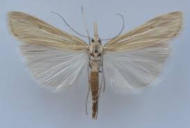 Attēlu rezultāti vaicājumam “Cribraria intricata stalked”