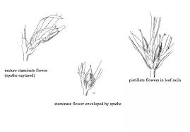 Attēlu rezultāti vaicājumam “Najas minor leaf”