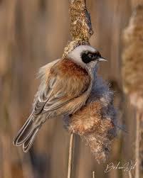 Image result for Remiz pendulinus