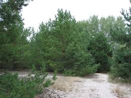 Attēlu rezultāti vaicājumam “Pinus sylvestris var. turfosa”