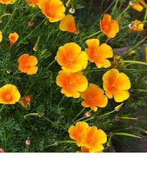 Attēlu rezultāti vaicājumam “Eschscholzia californica fruit”