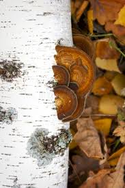 Attēlu rezultāti vaicājumam “Antrodiella semisupina”