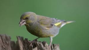 Attēlu rezultāti vaicājumam “Chloris chloris male”