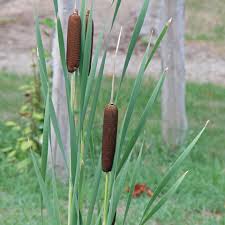 Attēlu rezultāti vaicājumam “Typha latifolia fruit”