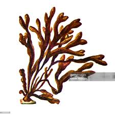 Attēlu rezultāti vaicājumam “Fucus vesiculosus”