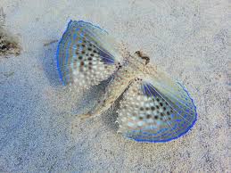 Image result for Dactylopterus volitans