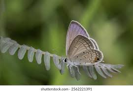 Attēlu rezultāti vaicājumam “Polyommatinae”