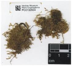 Attēlu rezultāti vaicājumam “Plagiothecium sp.”