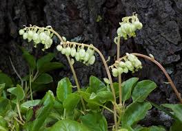 Attēlu rezultāti vaicājumam “Orthilia secunda”