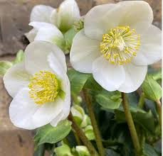 Attēlu rezultāti vaicājumam “Helleborus niger flower”