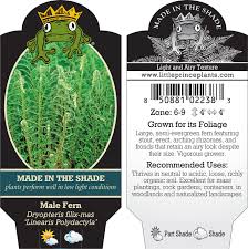 Attēlu rezultāti vaicājumam “Dryopteris filix-mas”