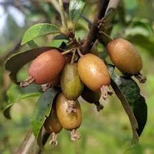 Attēlu rezultāti vaicājumam “Clinopodium vulgare fruit”