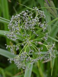 Attēlu rezultāti vaicājumam “Scirpus sylvaticus”