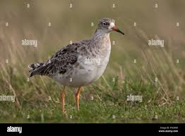 Attēlu rezultāti vaicājumam “Philomachus pugnax adult”
