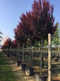 Attēlu rezultāti vaicājumam “Prunus cerasifera var. divaricata”