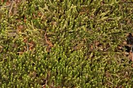 Attēlu rezultāti vaicājumam “Bazzania trilobata”