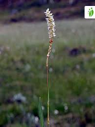 Attēlu rezultāti vaicājumam “Bistorta vivipara flower”
