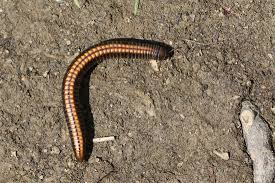 Attēlu rezultāti vaicājumam “Ommatoiulus sabulosus”