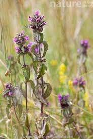 Attēlu rezultāti vaicājumam “Clinopodium vulgare flower”