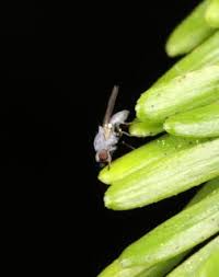 Attēlu rezultāti vaicājumam “Adelges laricis nymph”