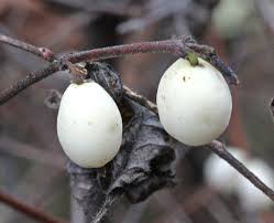 Attēlu rezultāti vaicājumam “Hymenoscyphus fructigenus var. coryli”