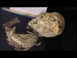 Image result for elongated skulls
