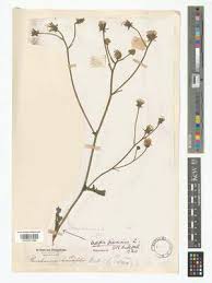 Attēlu rezultāti vaicājumam “Crepis biennis”