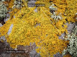 Attēlu rezultāti vaicājumam “Lichenoconium xanthoriae”