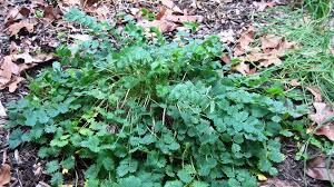 Attēlu rezultāti vaicājumam “Poterium sanguisorba”