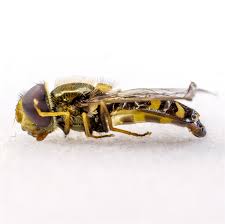 Attēlu rezultāti vaicājumam “Eupeodes nielseni”