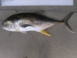 Image result for Caranx hippos