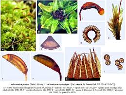 Attēlu rezultāti vaicājumam “Aulacomnium androgynum sporophyte”