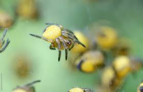 Attēlu rezultāti vaicājumam “Araneus diadematus”