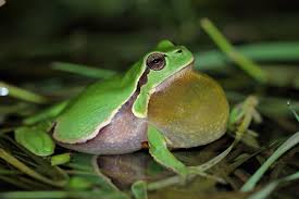 Attēlu rezultāti vaicājumam “Hyla arborea adult”